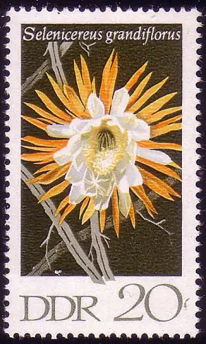 1628 Cactus Reine de la Nuit 20 Pf **