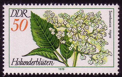 2292 Plantes médicinales 50 Pf Sureau noir **