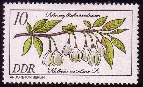 2574 Seltene Gehölze 10 Pf Schneeglöckchenbaum **