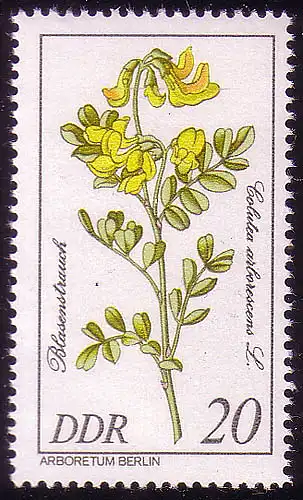 2575 Seltene Gehölze 20 Pf Blasenstrauch **