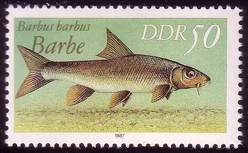 3099 Poissons d'eau douce 50 barbe Pf **