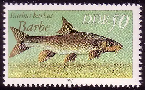 3099 Süßwasserfische 50 Pf Barbe **