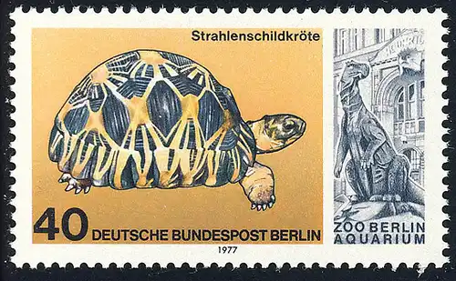 554 Aquarium 40 Pf Strahlenschildkröte **