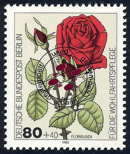 682 Rose de jardin de bienfaisance 80+40 Pf O