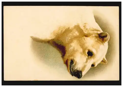 Prägekarte Tiere Der Eisbär, um 1910, ungebraucht