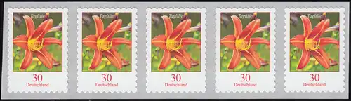 3516 Taglilie 30 centimètre sk de 10 000 bandes de 5 avec le numéro de GERADER **