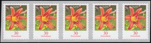 3516 Taglilie 30 centimètre sk de 10 000 bandes de 5 avec le numéro de GERADER **