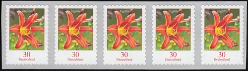 3516 Taglilie 30 centimètre sk de 5 000 bandes avec le numéro de GERADER **