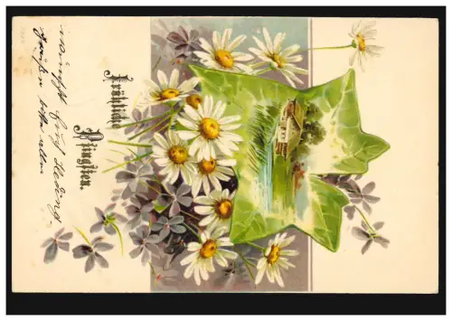Carte de la Pentecôte Paysage avec des marguerites et des violettes, STRALSUND 1904