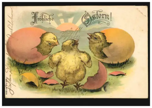 AK Ostern: Schlüpfende Küken, HANNOVER 22.4.1905 nach BURGDORF (HANNOVER) 23.4.