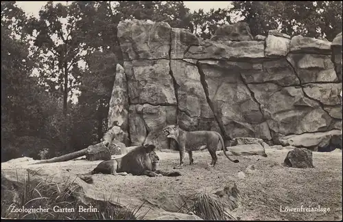 Foto-AK Zoologischer Garten Berlin: Löwenfreigehege, BERLIN-CHARLOTTENBURG 1936