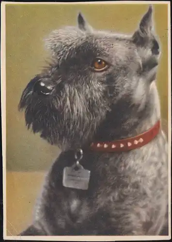 AK Animaux: Le chien Schnauzer, Kollwitz-Capitay-Frankatur DRESDEN 28.12.1953