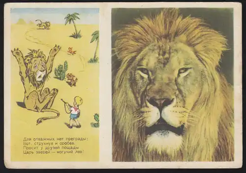 Humor-AK aus Russland: Die Löwenjagd, ungebraucht, um 1955