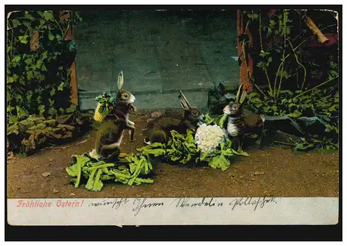 AK Ostern: Osterhasen beim Blumenkohlessen, FLORIDSDOEF 22.2.1905