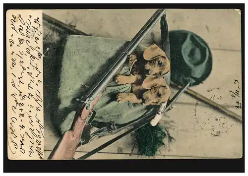 Animaux-AK Deux chiens dans le sac à dos de chasseur, de Vienne à St. Aegyd am Neuwalde vers 1910