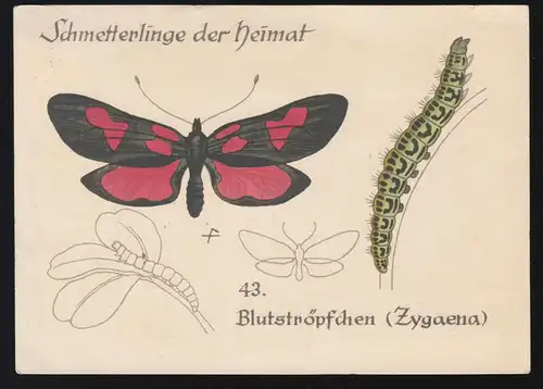 Bestel-AK papillons de notre maison 43. Zygaena, WEINHEIM 1958