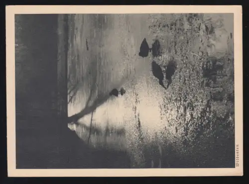 Tiere-AK Dr. W. Fischer Nachtaufnahme: Enten auf zugefrorenem See, ungebraucht