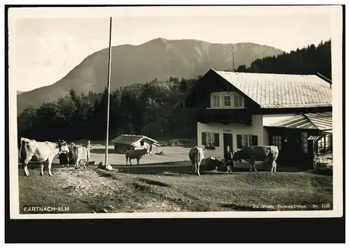 AK Partnach-Alm avec vaches, Olympia-Perbes-O Garmisch-Partenkirchen 18.6.1937