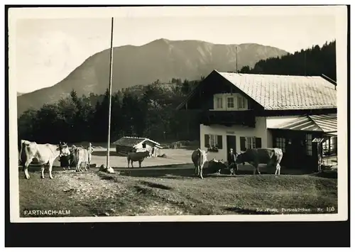 AK Partnach-Alm mit Kühen, Olympia-Werbe-O Garmisch-Partenkirchen 18.6.1937