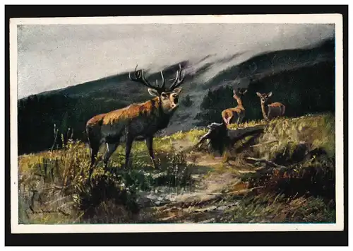 Animaux-AK Tubereaux du cerf, vaches du chevreau, HERMANNSBURG 24.8.1922