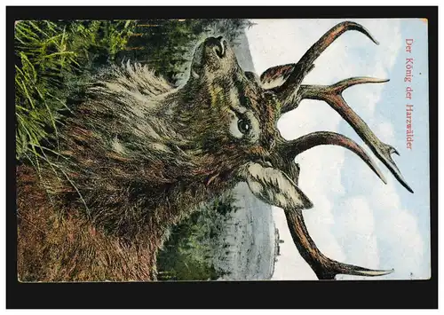 Portrait animal-AK du cerf - Le roi des forêts de résine, OKER 30.6.1913