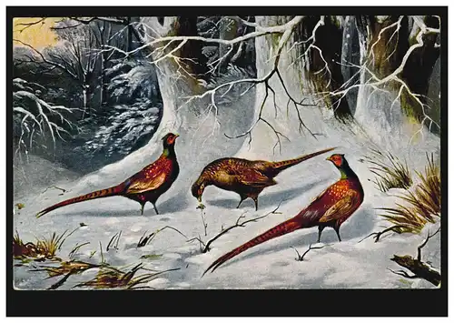 Animaux AK oiseaux - Trois faisans dans le paysage hivernal, inutilisé vers 1910