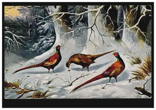 Tiere-AK Vögel - Drei Fasane in Winterlandschaft, ungebraucht, um 1910 