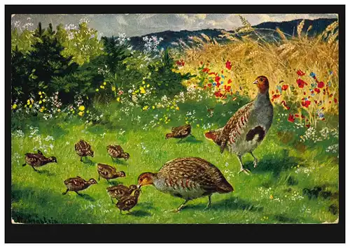 Animaux AE Oiseaux - Paire de perdrix avec poussins dans le champ, inutilisé vers 1910