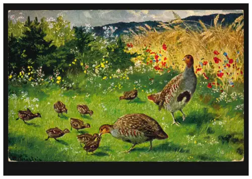 Tiere-AK Vögel - Rebhühner-Paar mit Küken im Feld, ungebraucht, um 1910