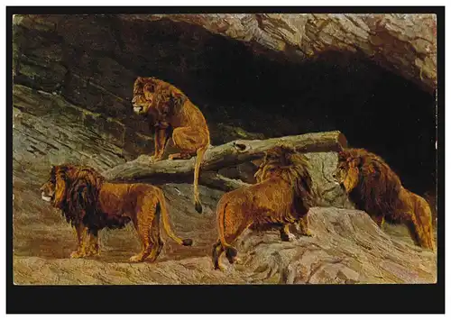 Animaux-AK Carl Hagenbeck's Tierpark: Gorge ouverte de lion, inutilisé vers 1910