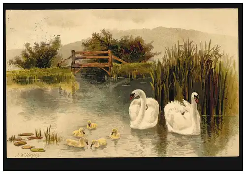 Animaux AK oiseaux - Cygne-couple avec couvée dans l'étang, couru 1910