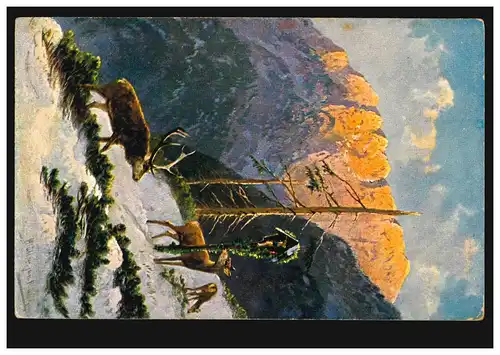 Animaux-AK Cerfs en hiver dans les montagnes, NEUBURG / DONU 24.5.1905