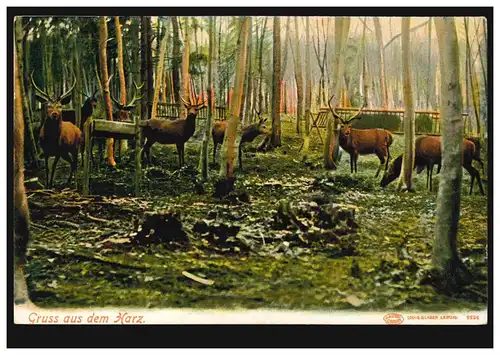 Tiere-AK Gruss aus dem Harz: Hirsche im Gehege, unbebraucht, um 1910