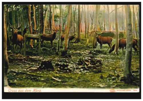 Tiere-AK Gruss aus dem Harz: Hirsche im Gehege, unbebraucht, um 1910