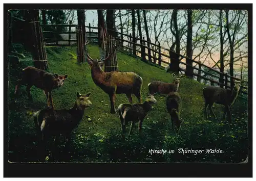 Tiere-AK Hirsche im Gehege im Thüringer Wald, GROSSTABARZ 14.8.1909