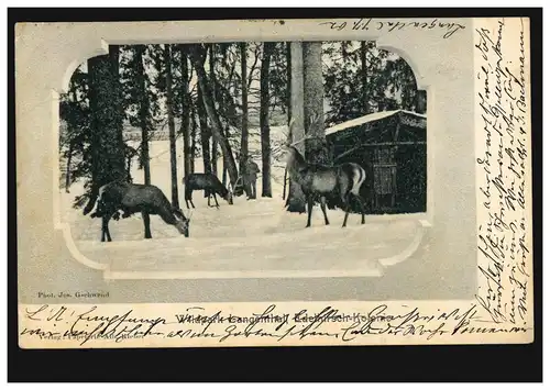 Animaux-AH Cerfs pour l'alimentation hivernale, AMBULANT 5 - 7.7.1902 selon ZELL 8.7.02