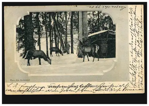 Tiere-AK Hirsche bei der Winterfütterung, AMBULANT 5 - 7.7.1902 nach ZELL 8.7.02