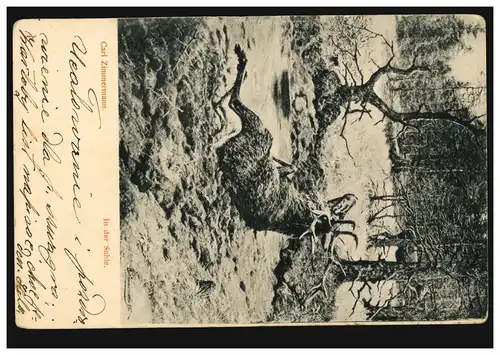 AK Artiste Carl Zimmermann: Le cerf dans le Suhle, couru en 1904