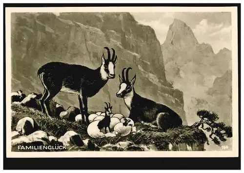 Humor-AK Familienglück - Gemsenpaar mit Nachwuchs aus Eiern, beschriftet