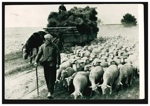 Photo AK Retour à la maison - Photo du point frontière: troupeau de moutons et chars de chevaux, 18.1.39