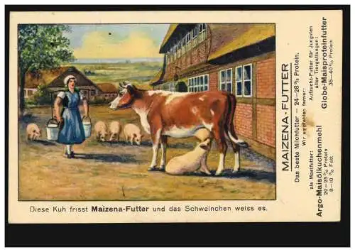 Werbe-AK für Maizena-Futter: Schwein saugt an der Kuh, BONN 3.6.1926