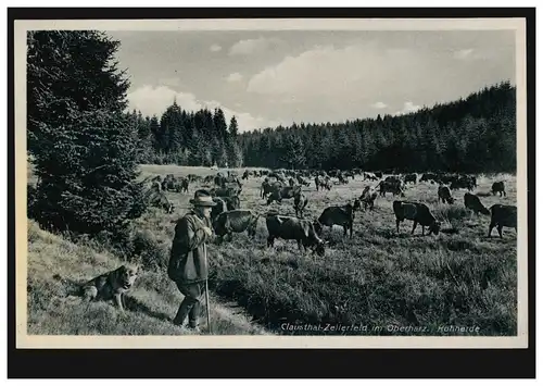 Foto-AK Clausthal-Zellerfeld im Oberharz: Kuhherde, ungebraucht