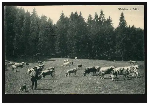 Foto-AK Tiere: Weidende Kühe, FINSTERBERGEN (HZGT. GOTHA) 20.3.1912