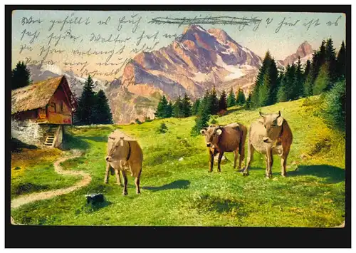 Animaux-A vaches sur l'alpage, DOBRRZYCA / BZ POSEN 26.5.1911