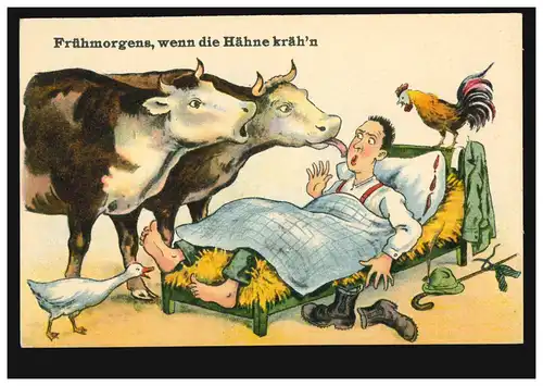 Humor-AK Frühmorgens, wenn die Hähne kräh'n Kühe wecken Schlafenden, ungebraucht