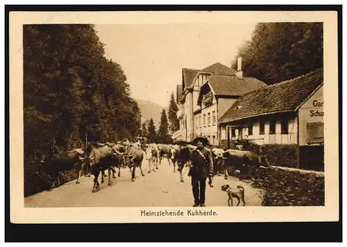 Foto-AK Heimziehende Kuhherde, ungebraucht, um 1925