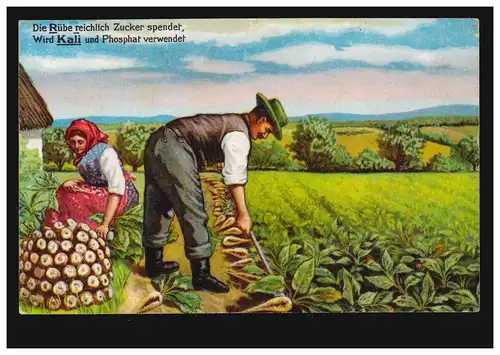 AK publicitaire pour le potassium et le phosphate: lors de la récolte de betteraves, inutilisé vers 1920