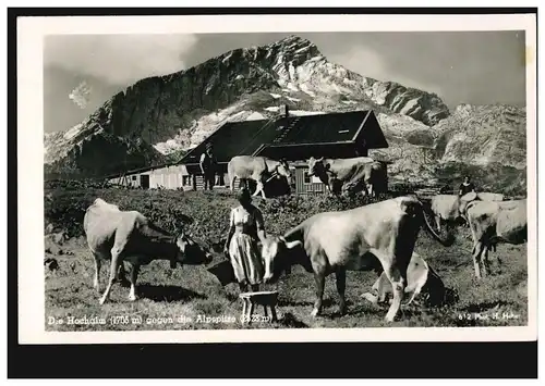 AK Die Hochalm (1705 m) gegen die Alpspitze (2628 m) mit Almhütte und Rindern