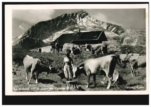 AK Die Hochalm (1705 m) gegen die Alpspitze (2628 m) mit Almhütte und Rindern