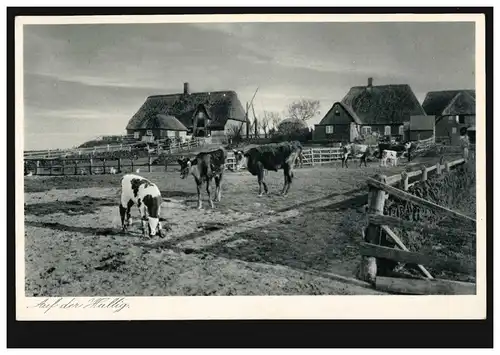 AK Photo Sur le Hallig - fermes avec vaches, inutilisé vers 1930